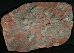 Huge x Scyphocrinites Crinoid Plate - Morocco #10467-5
